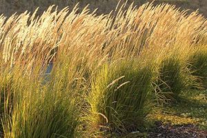 Calamagrostis x acutiflora 'Karl Foerster' - Nádtippan D14