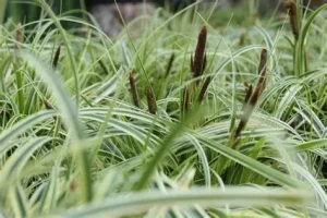 Carex 'Feather Falls' – Sás D14