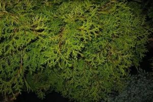 Chamaecyparis obtusa 'Kamarachiba' – Hinoki hamisciprus