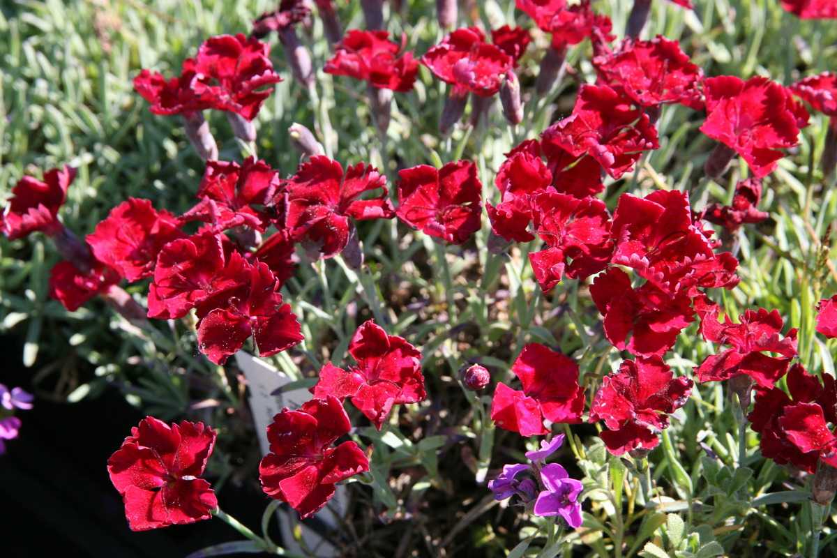 Dianthus gratianopolitanus 'Rubin' - Pünkösdi szegfű 9x9