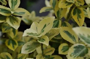Euonymus fortunei 'Emerald'n Gold' - Aranytarka kúszó kecskerágó