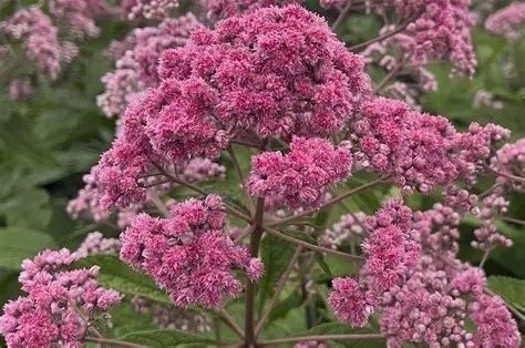 Eupatorium rugosum 'JoJo' - Sédkender D14