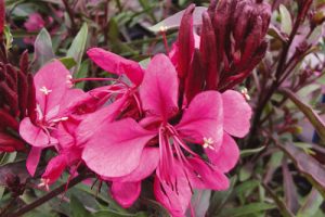 Gaura lindheimeri 'Flamingo Pink' – Évelő díszgyertya D14
