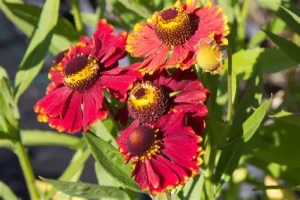 Helenium 'Helias Fire Red' – Őszi napfényvirág D14