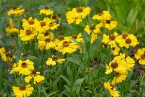 Helenium 'Wesergold' – Őszi napfényvirág D14