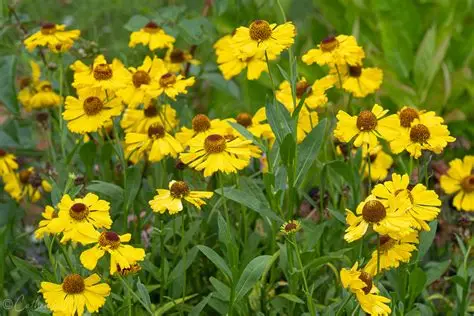 Helenium 'Wesergold' – Őszi napfényvirág D14