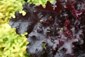 Heuchera 'Black Beauty' - Tűzeső D14