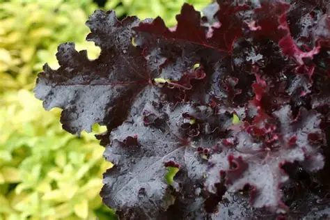 Heuchera 'Black Beauty' - Tűzeső D14