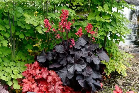 Heuchera 'Black Forest Cake' – Tűzeső D14