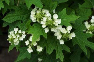 Hydrangea quercifolia - Tölgylevelű Hortenzia K3
