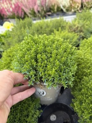 Hebe x hybrida - Veronikacserje csp11cm