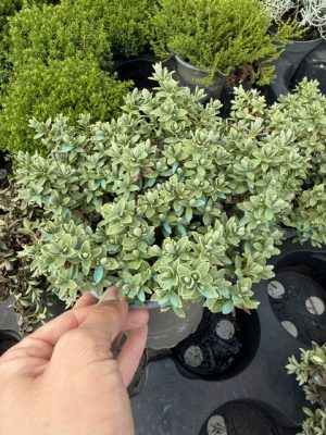Hebe x hybrida - Veronikacserje csp11