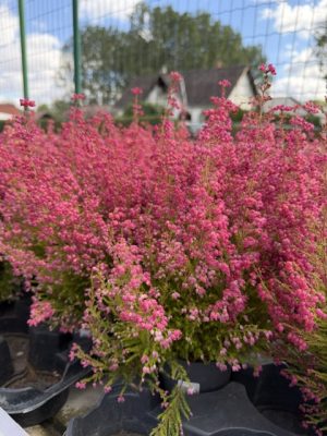 Erica gracilis - Vékony hanga csp 11 cm