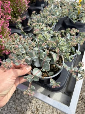 Sedum sieboldii - Októberke, Terézke virág csp10cm