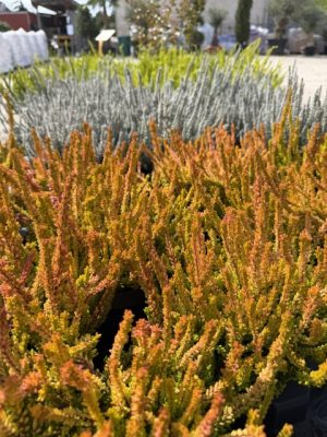 Calluna 'Garden Grils, Sunset Mix'- Csarab csp 12cm