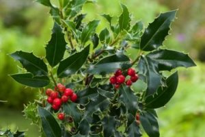Ilex aquifolium 'Argenteomarginata' - Tarkalevelű közönséges magyal K1,5