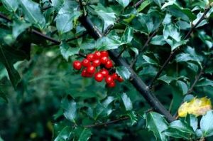 Ilex meserveae 'Blue Angel' – Kék magyal K1,5