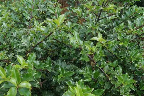 Ilex meserveae 'Blue Princess' – Kék magyal K1,5