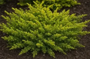 Juniperus communis 'Lemon Carpet' – Közönséges boróka