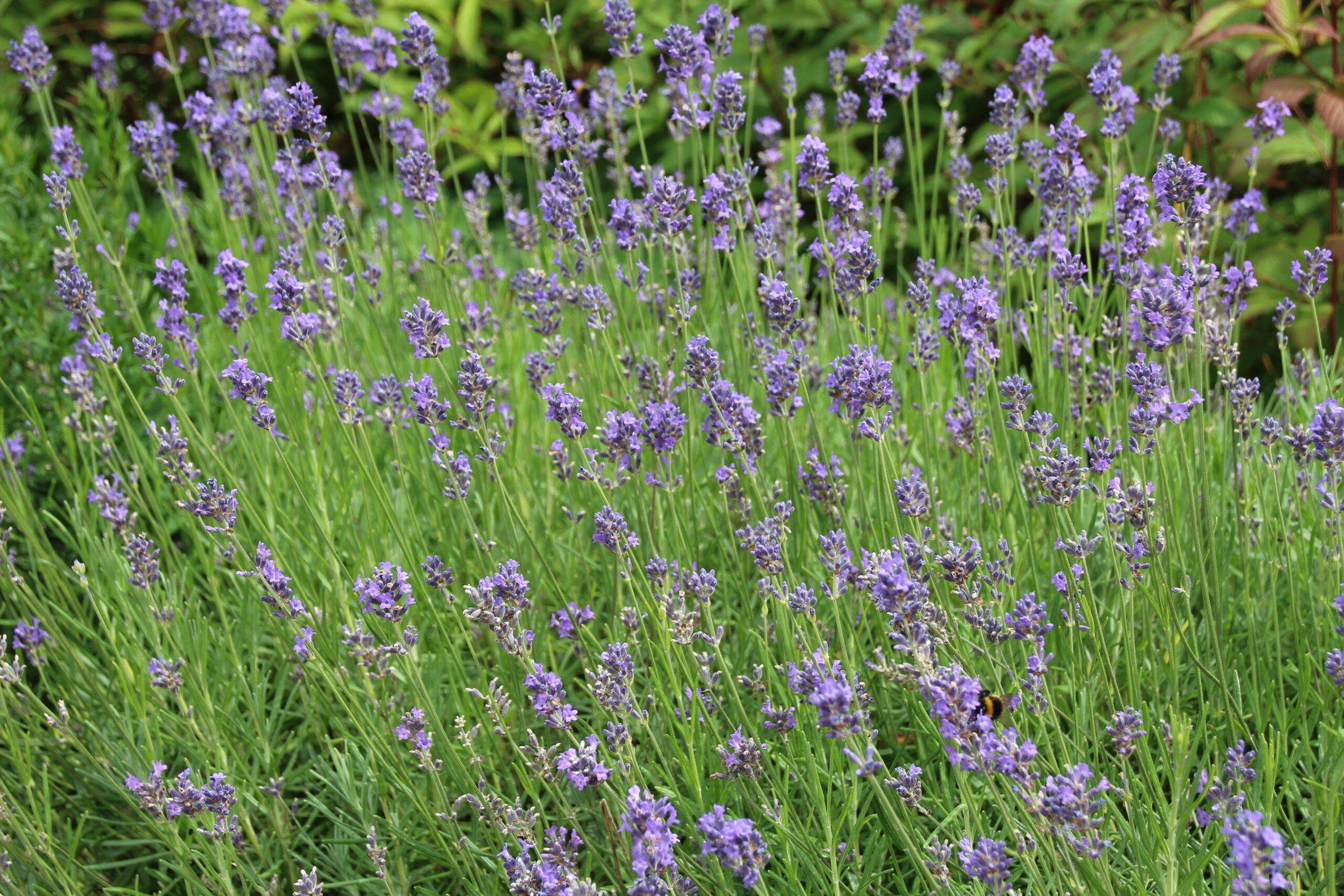 Lavandula angustifolia 'Dwarf Blue' - Angol törpe levendula 9x9