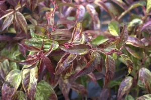 Leucothoe fontanesiana 'Rainbow' – Fürtöshanga K 1,5