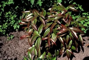 Leucothoe 'Halloween' - Babérhanga K1,5