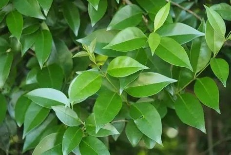 Ligustrum ovalifolium – Fagyal