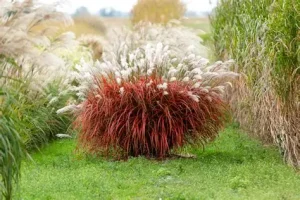 Miscanthus sinensis ‘Lady in Red’ - Kínai virágosnád D14