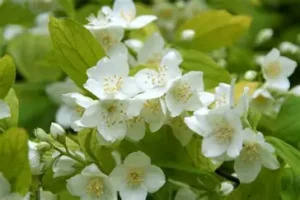 Philadelphus coronarius 'Aureus' – Közönséges jezsámen