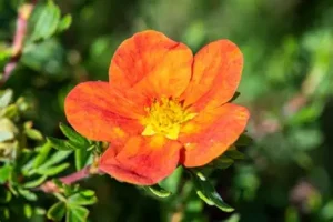 Potentilla fruticosa ‘Bella Sol’ – Narancsos virágú pimpó