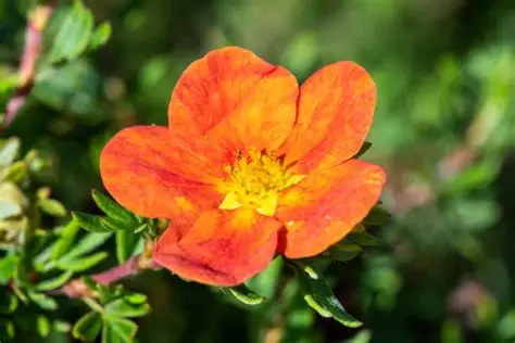 Potentilla fruticosa ‘Bella Sol’ – Narancsos virágú pimpó