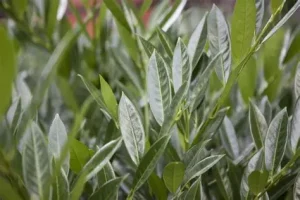 Prunus laurocerasus 'Gajo' - Balkáni babérmeggy K2