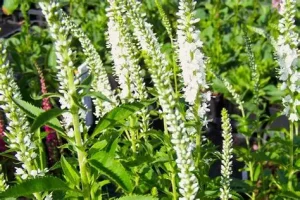 Veronica spicata 'Icicle' - Macskafarkú veronika D14