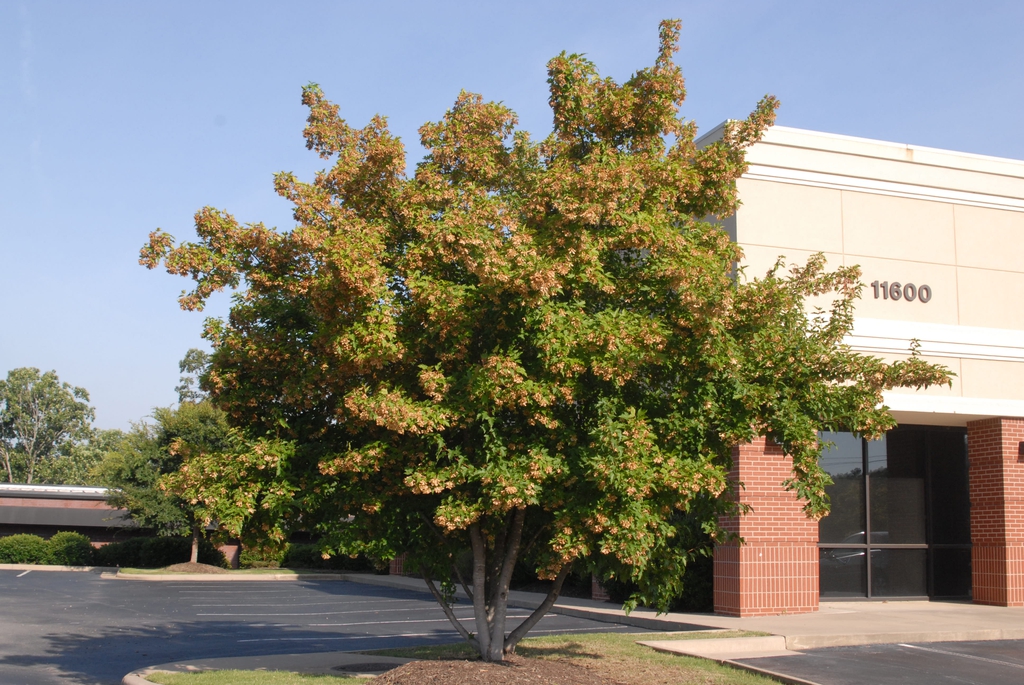 Acer tataricum – Tatár juhar 150+cm