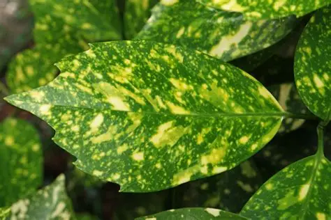 Aucuba japonica - Japán babérsom K1,5