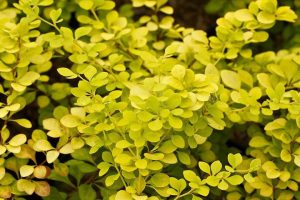 Berberis thunbergii 'Goldalita' – Japán borbolya K1,5