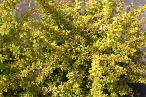 Berberis thunbergii 'Golden Dream' – Sárga levelű törpe japán borbolya K 1,5