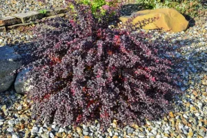 Berberis 'Purple Dwarf' - Törpe Borbolya K 1,5