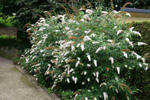 Buddleja davidii 'White Ball' - Nyáriorgona K1,5