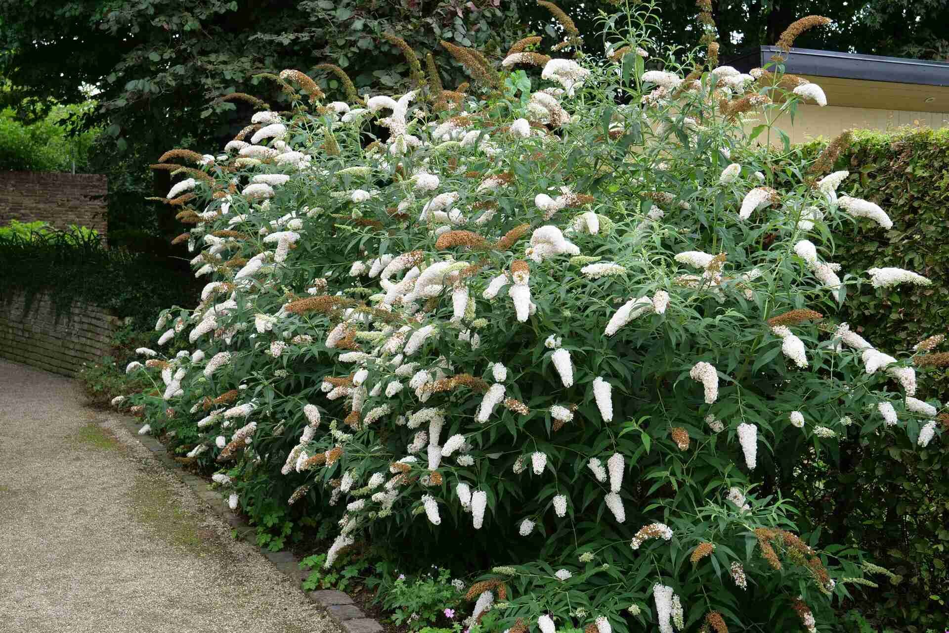 Buddleja davidii 'White Ball' - Nyáriorgona K1,5