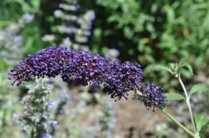 Buddleia davidii 'Nanho Purple' – Nyáriorgona K 1,5