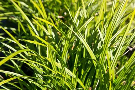 Carex morrowii 'Irish Green' – Díszsás 9x9