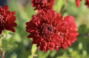 Chrysanthemum indicum 'Brockenfeuer' – Őszi margitvirág D14