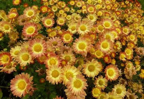 Chrysanthemum indicum Dernier Soleil - Őszi margitvirág D14