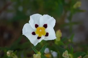 Cistus x dansereaui 'Jenkyn Place' - Bodorrózsa / Szuhar K 1,5