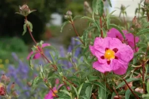 Cistus x purpureus 'Betty Taudevin' - Szuhar K 1,5