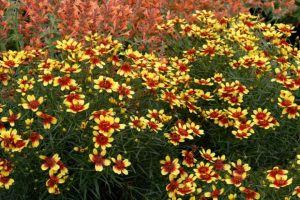 Coreopsis 'Bengal Tiger' – Menyecskeszem D14