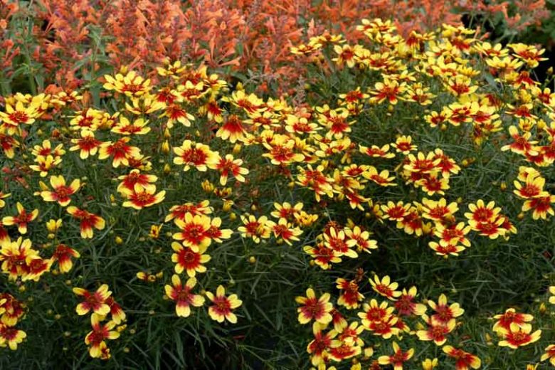 Coreopsis 'Bengal Tiger' – Menyecskeszem D14