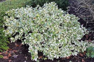 Euonymus fortunei ‘Emerald Gaiety’ – kecskerágó
