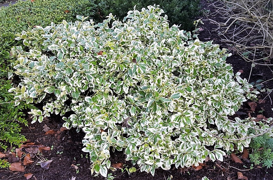 Euonymus fortunei ‘Emerald Gaiety’ – kecskerágó